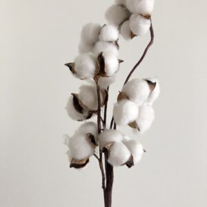 fleurs de coton